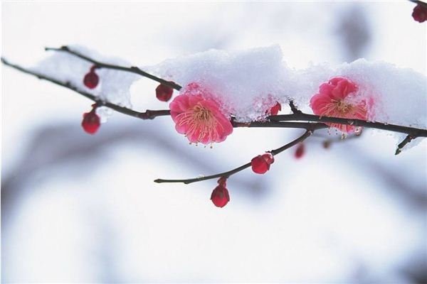 夢見梅花：梅化飛雪，功成名就_周公解夢