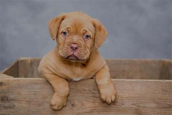 夢見狗丟失有什麼寓意嗎_周公解夢