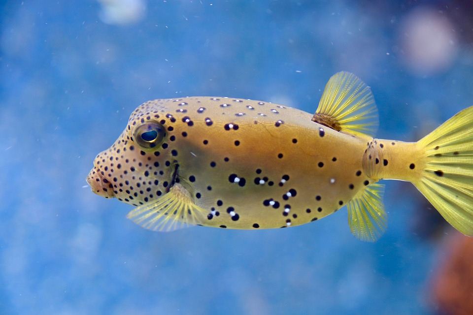 夢見河豚魚是什麼意思_周公解夢
