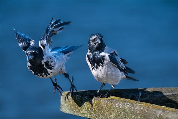 夢見鳥打架意味著什麼_周公解夢