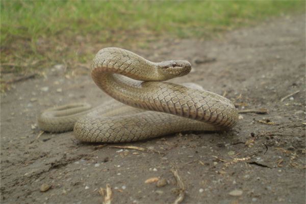 2013年出生運勢_十二生肖