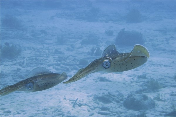 夢到烏賊魚是怎麼回事_周公解夢