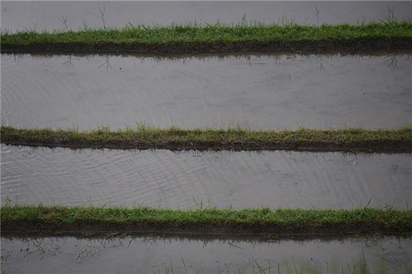夢到澆水灌溉田地_周公解夢