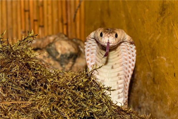 夢見眼鏡蛇_周公解夢