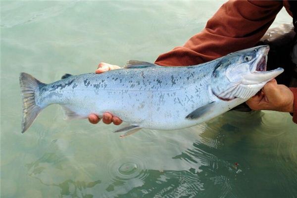 夢見撈大魚是什麼意思_周公解夢