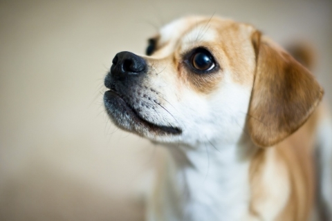 夢見獵犬 獵狗