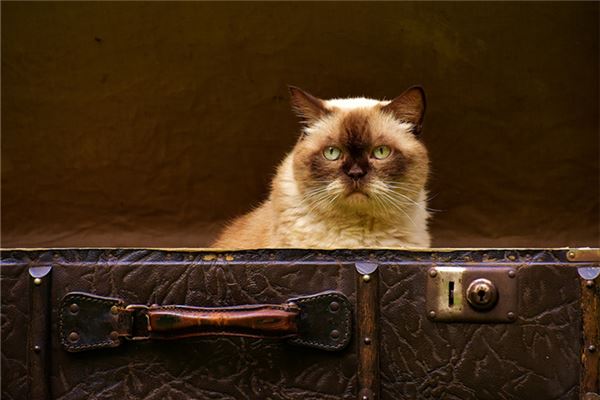 夢到一隻貓_周公解夢