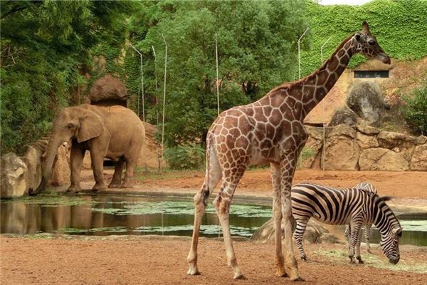 夢見去了一個很大的動物園,看到了很多動物,還拿著刀,表示什麼？_周公解夢