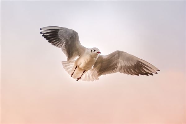 夢到鳥飛到家裡_周公解夢