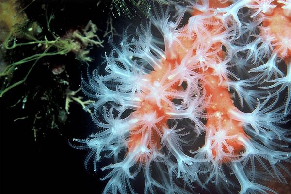 夢見紅線蟲有什麼說法_周公解夢