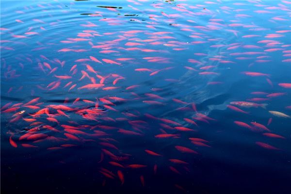 夢見魚群_周公解夢