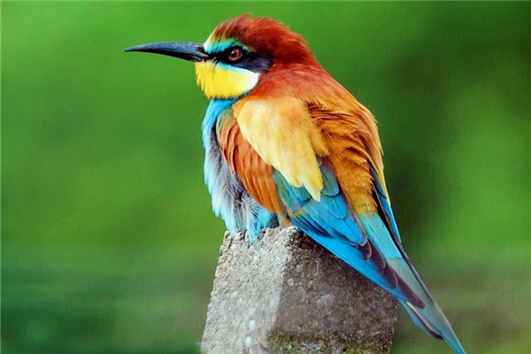 夢到了五彩鳥有什麼徵兆_周公解夢