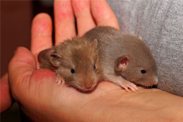 夢見抓住老鼠_周公解夢