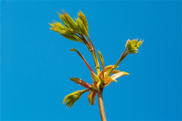 夢見枯樹長新芽_周公解夢