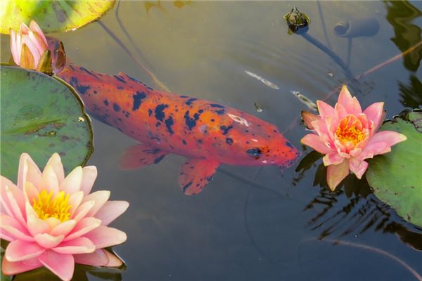 孕期做夢夢到魚_周公解夢