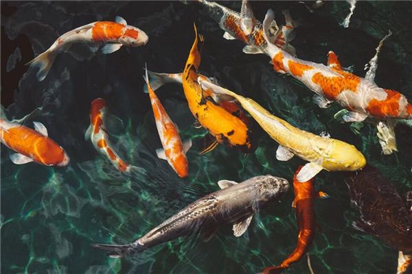 夢見一群魚在水裡游_周公解夢