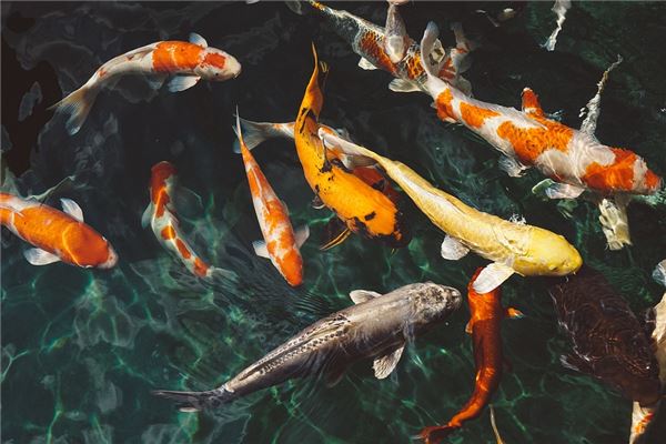 夢到河裡都是魚會是什麼預兆_周公解夢