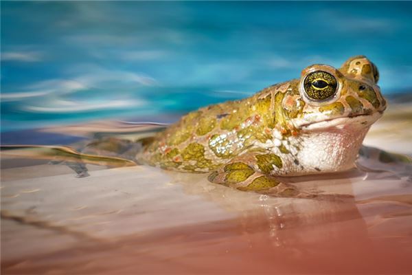 夢見一隻巨型青蛙_周公解夢