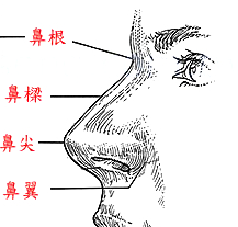 面相看鼻翼知道財運