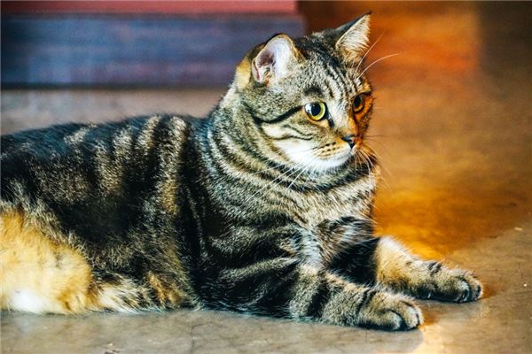 夢見自己跟貓在對話_周公解夢