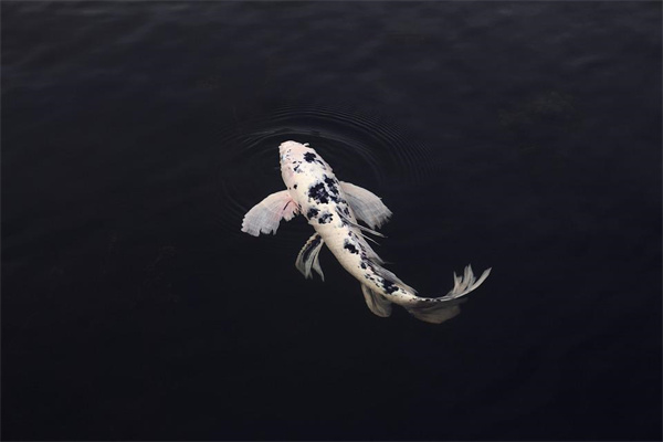 夢到了魚尾是啥預兆_周公解夢