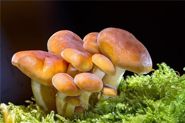 夢見挖蘑菇意味什麼_周公解夢