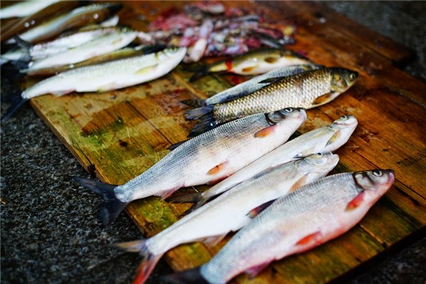 夢到了釣到鯽魚是什麼預兆_周公解夢