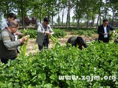 夢見商人買芹菜