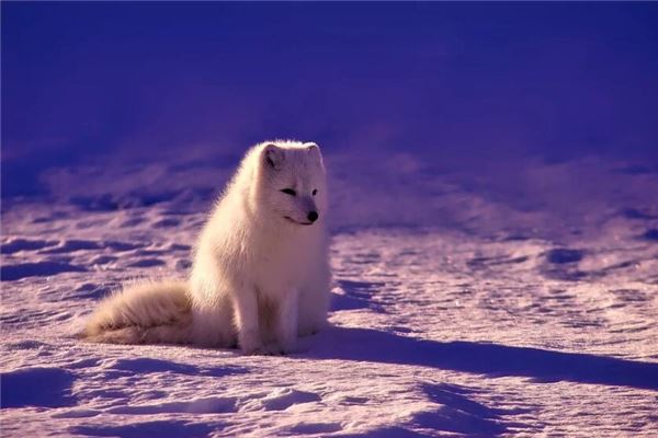 夢見動物生小動物_周公解夢