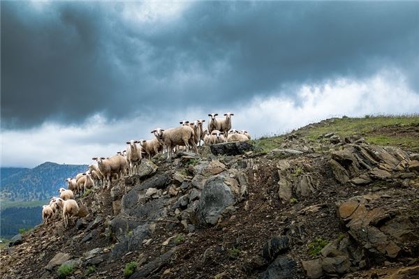 夢見各種動物在一起_周公解夢
