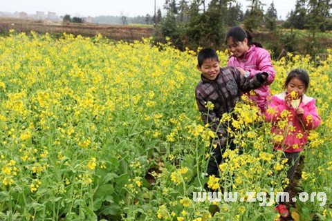 夢見遍地菜花