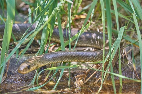 1965年女2021年運勢_十二生肖