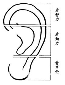 耳朵面相算命圖解