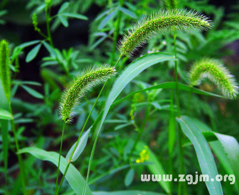 狗尾巴草的花語