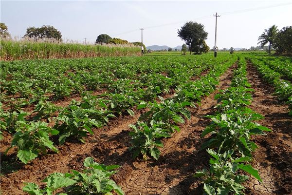 夢見茄子秧是什麼預兆_周公解夢