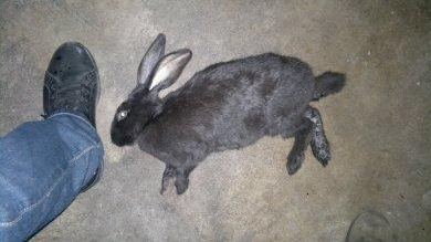 夢見小兔子死了