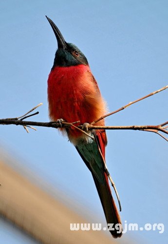 夢見開槍打鳥