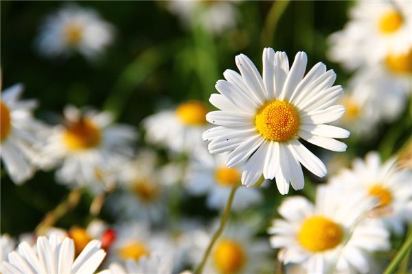 夢見白花是什麼意思_周公解夢