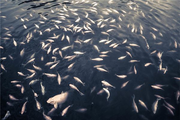 夢見成群的魚_周公解夢