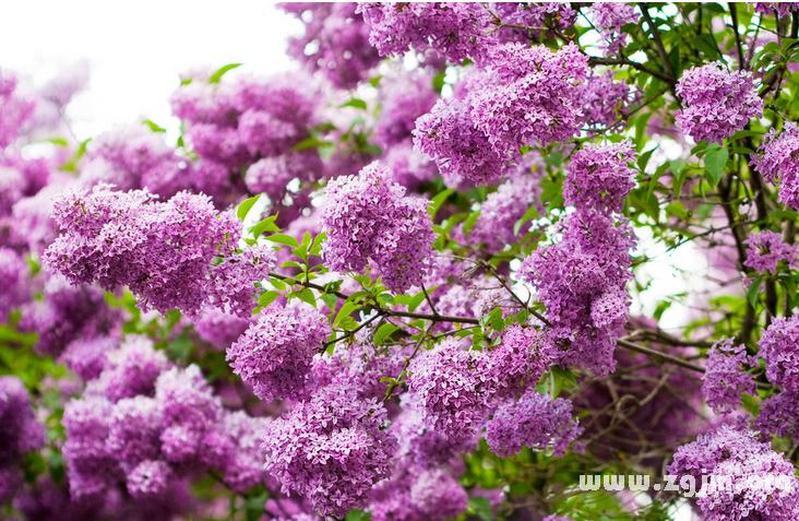 丁香花花語