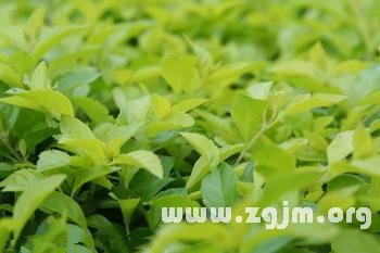 夢見摘茶葉