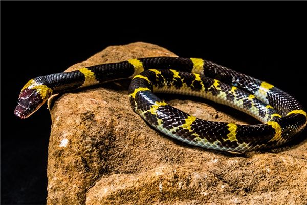 夢見蛇意味著什麼_周公解夢