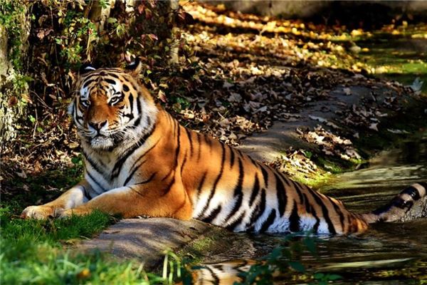 屬虎人的婚姻與命運怎么算好_十二生肖