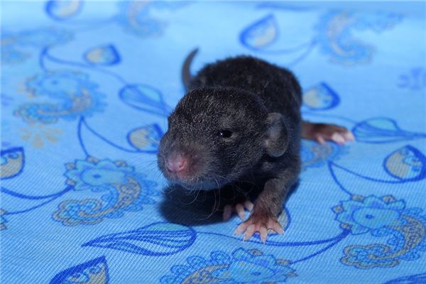 夢見黑老鼠_周公解夢