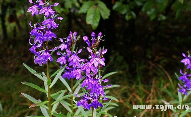 山梗菜的花語