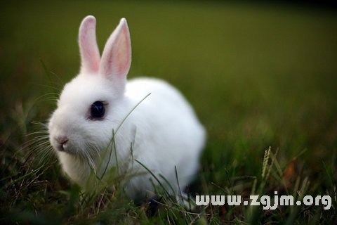 夢見白兔
