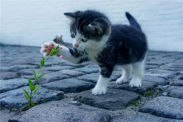 夢見一隻小貓崽_周公解夢