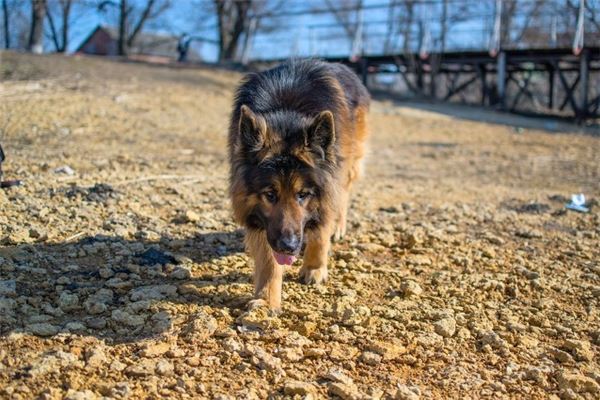 夢見兇惡的大狗_周公解夢