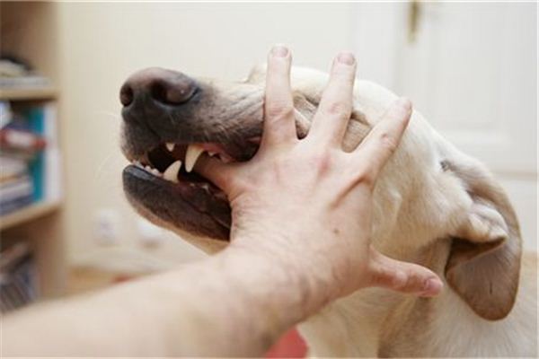 夢見被動物咬 沒覺得痛_周公解夢