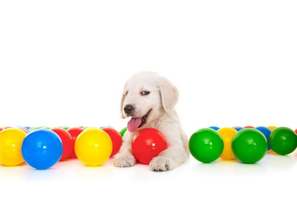 夢見成功躲避了瘋狗_周公解夢